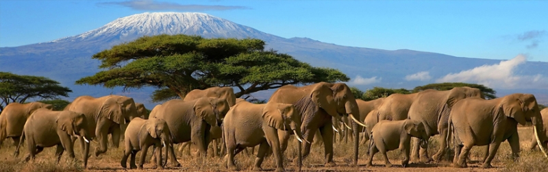 5 национальных сокровищ Африки-какой парк выбрать?