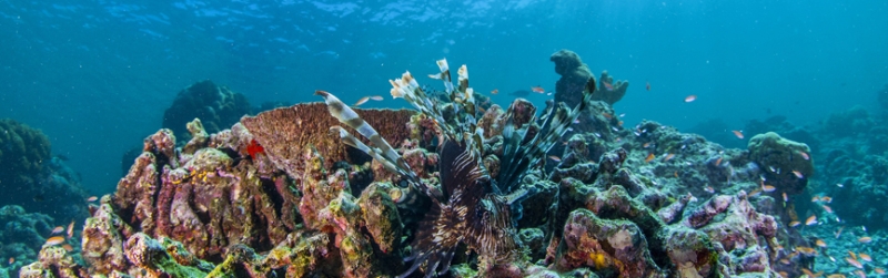 В поисках фантастических существ и коралловых красот — Малайзия