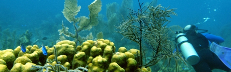 В поисках фантастических существ и коралловых красот — Малайзия