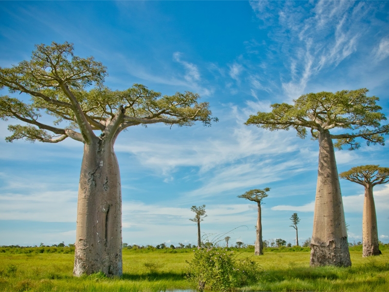 ТОП 5 причин — почему Вам нужно посетить Мадагаскар
